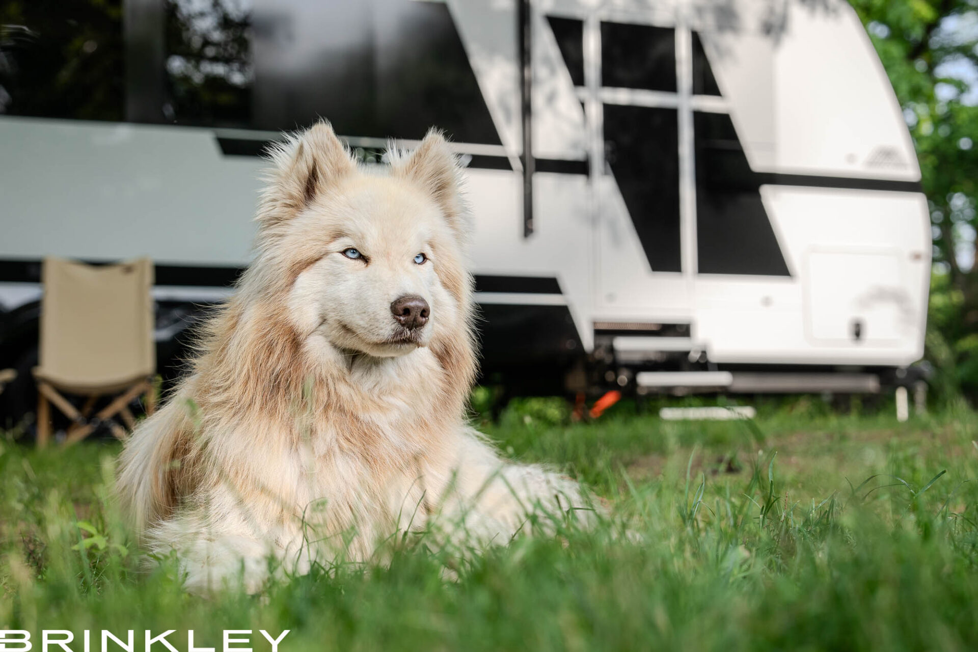 Dog/Pet Friendly Travel Trailer RV